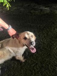 Found/Stray Female Dog last seen 168th and 180th, Noble, OK 73068