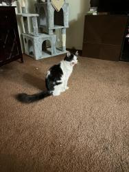 Reunited Female Cat last seen Camino del Sol & Gibraltar St, Oxnard, CA 93030