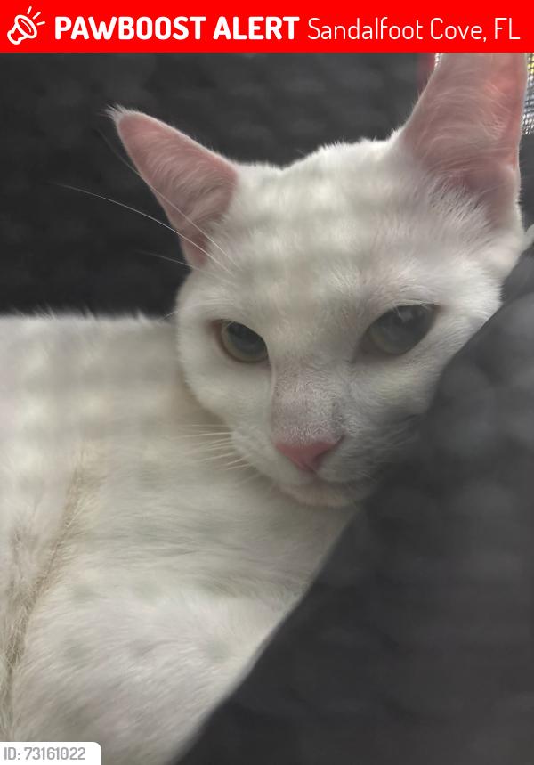 Lost Male Cat last seen 61st way and Benidorm, Sandalfoot Cove, FL 33428