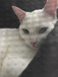 Lost Male Cat last seen 61st way and Benidorm, Sandalfoot Cove, FL 33428
