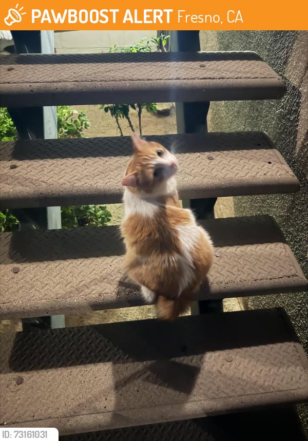 Found/Stray Unknown Cat last seen Glenn and Nees, Fresno, CA 93711
