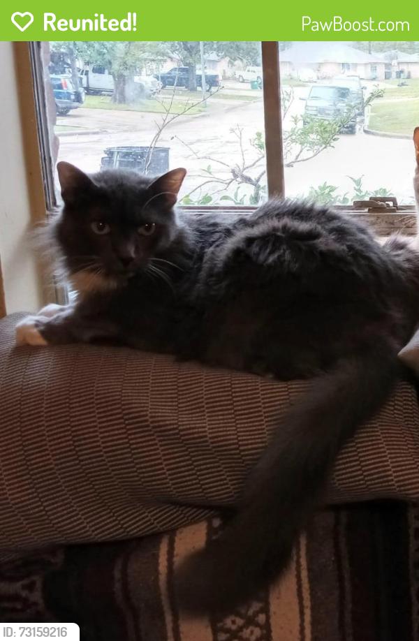 Reunited Male Cat last seen Housman Street, Houston, ヒューストン, TX 77055