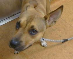 Shelter Stray Female Dog last seen MARCONI/WATT AV, 95821, 3839 Bradshaw Rd, Sacramento, CA 95827, USA