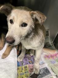 Shelter Stray Unknown Dog last seen , 1850 W 60th St, Los Angeles, CA 90047, USA