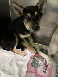 Shelter Stray Unknown Dog last seen , 1850 W 60th St, Los Angeles, CA 90047, USA