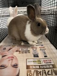 Shelter Stray Unknown Other last seen , 1850 W 60th St, Los Angeles, CA 90047, USA