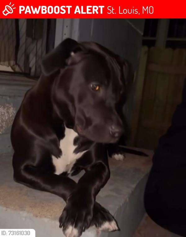 Lost Female Dog last seen Virginia and Fassen, St. Louis, MO 63111
