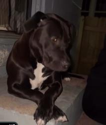 Lost Female Dog last seen Virginia and Fassen, St. Louis, MO 63111