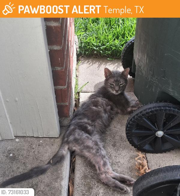 Found/Stray Unknown Cat last seen Silver Stone, Temple, TX 76502