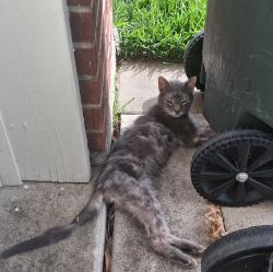 Found/Stray Unknown Cat last seen Silver Stone, Temple, TX 76502