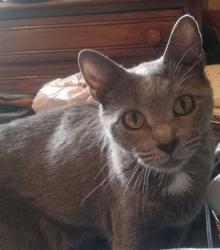Lost Female Cat last seen Meadow Mist Court ( Claude Brewer Rd & Rabbit Farm Rd area), Walton County, GA 30052