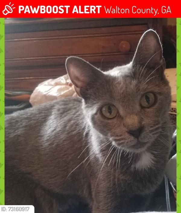 Lost Female Cat last seen Meadow Mist Court ( Claude Brewer Rd & Rabbit Farm Rd area), Walton County, GA 30052