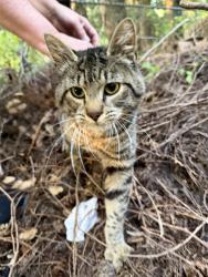 Found/Stray Unknown Cat last seen Sioux drive/Shoshone Dr, Mount Vernon, WA 98273