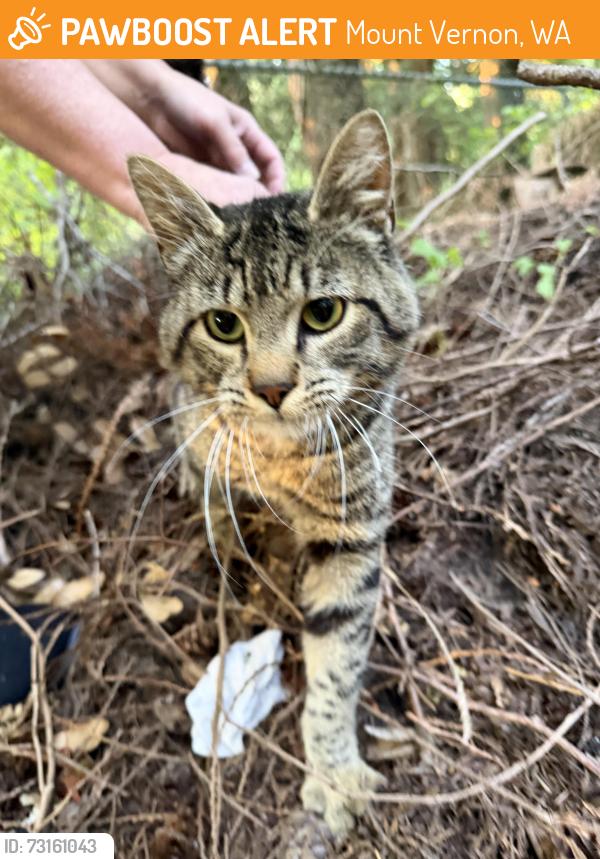 Found/Stray Unknown Cat last seen Sioux drive/Shoshone Dr, Mount Vernon, WA 98273