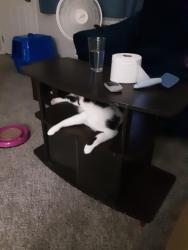 Reunited Female Cat last seen Norwich and linda road, Hilliard, OH 43026