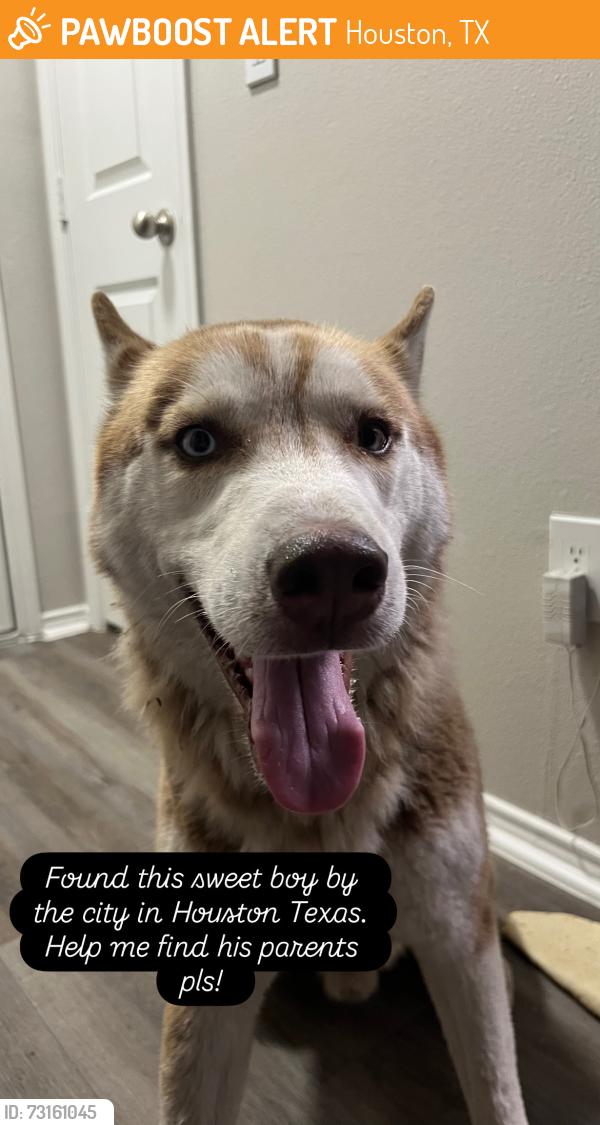 Found/Stray Male Dog last seen In shopping plaza by langley road, Houston, TX 77093
