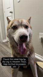 Found/Stray Male Dog last seen In shopping plaza by langley road, Houston, TX 77093