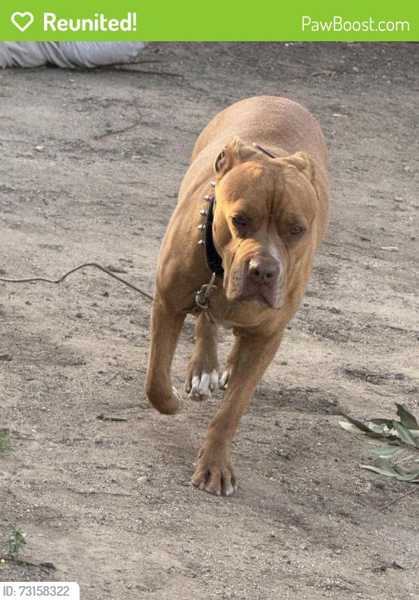 Reunited Female Dog last seen Peddley, Riverside, CA 92509