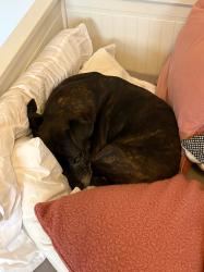 Reunited Male Dog last seen Don Bell St Bonner, Bonner, ACT 2914