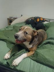 Reunited Female Dog last seen 21st st North & 151st st West, Wichita, KS 67052