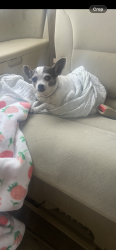 Lost Female Dog last seen Marine and normandie, Gardena, CA 90247