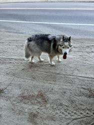 Found/Stray Male Dog last seen Cole grade rd, Valley Center, CA 92082