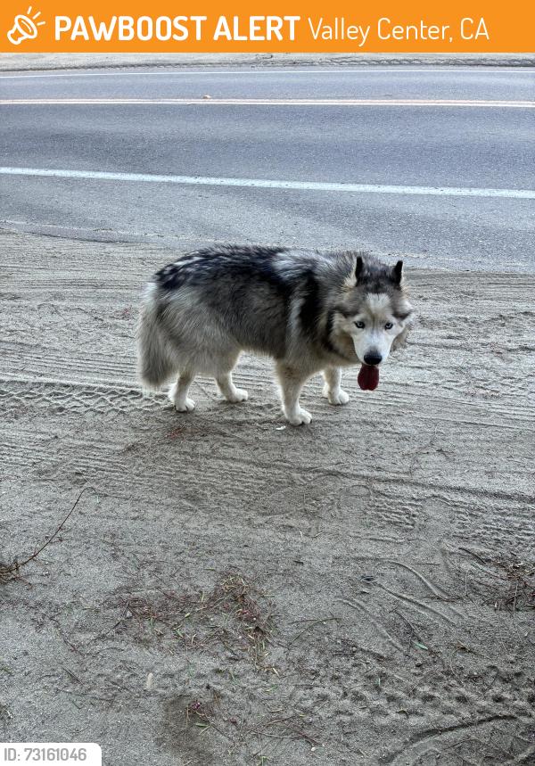 Found/Stray Male Dog last seen Cole grade rd, Valley Center, CA 92082
