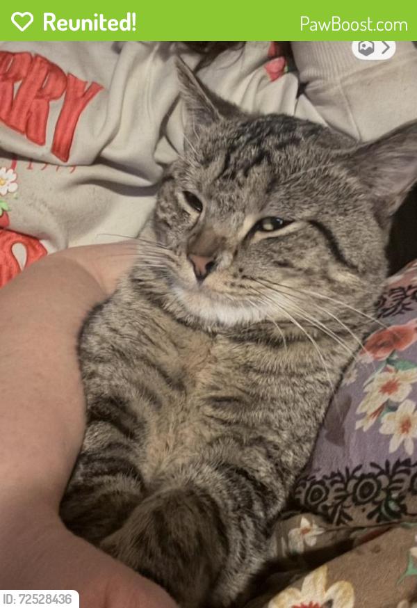Reunited Male Cat last seen Val Vista & Williams Field, Gilbert, AZ 85295