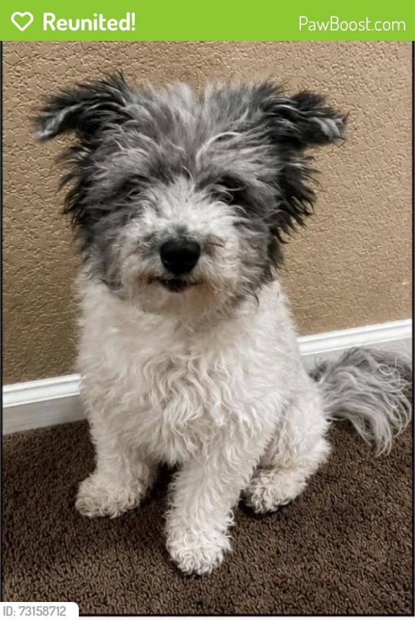 Reunited Male Dog last seen Layton way and zephyr st, Littleton, CO 80123