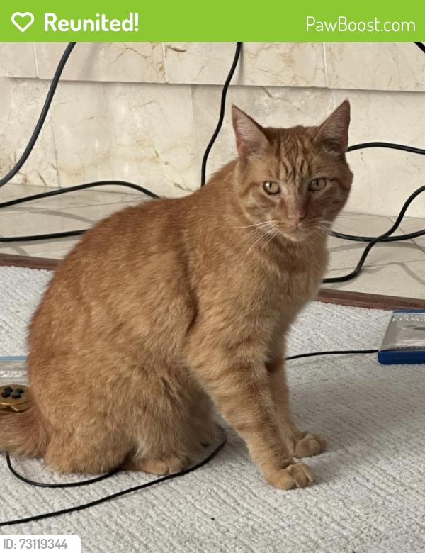 Reunited Male Cat last seen NW Rock Creek Dr. Portland near the golf course, Rockcreek, OR 97229
