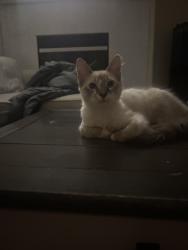 Lost Male Cat last seen S brooklyn bridge Street summerlyn, Summerlin South, NV 89135