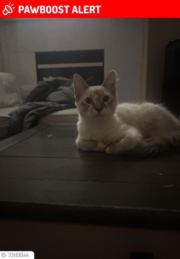 Lost Male Cat last seen S brooklyn bridge Street summerlyn, Summerlin South, NV 89135