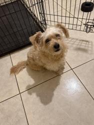 Found/Stray Male Dog last seen Waterbridge downs neighborhood, Orlando, FL 32837