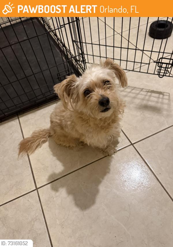 Found/Stray Male Dog last seen Waterbridge downs neighborhood, Orlando, FL 32837