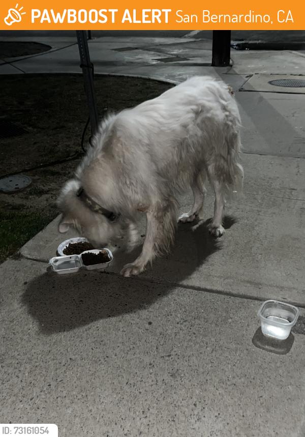 Found/Stray Unknown Dog last seen 39th st, San Bernardino, CA 92404
