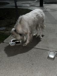 Found/Stray Unknown Dog last seen 39th st, San Bernardino, CA 92404