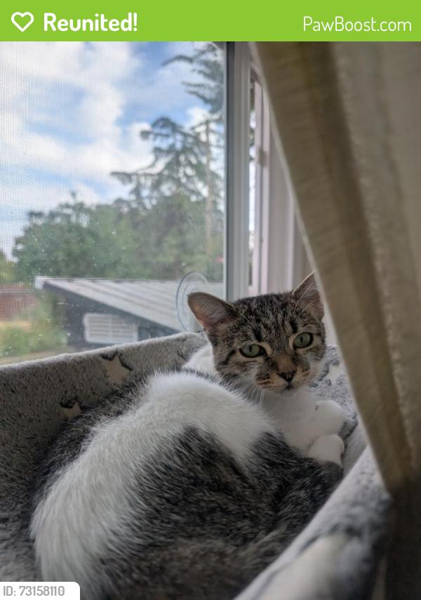 Reunited Female Cat last seen End of Oaken Bucket Ct, Sacramento, CA 95827