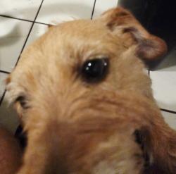 Reunited Male Dog last seen Wilson Avenue, Perris, CA 92572