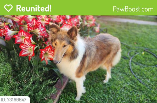 Reunited Female Dog last seen Woodruff and flower, Bellflower, CA 90706