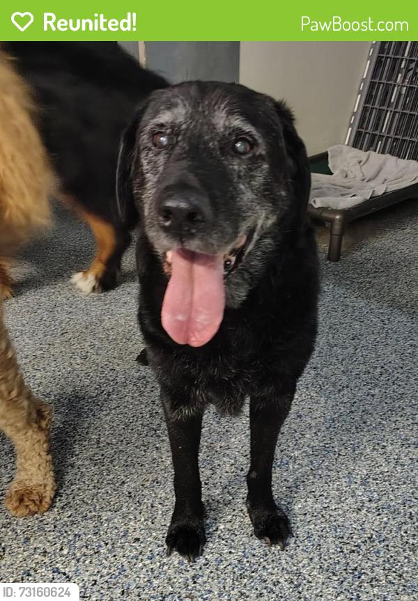 Reunited Male Dog last seen 39th Street and Volker, Kansas City, MO 64111