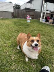 Reunited Female Dog last seen Davis st, Stockton, CA 95209