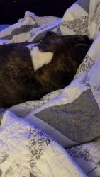 Reunited Female Dog last seen Stanley Dr / Morris Dr, Catoosa County, GA 30736