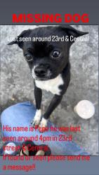Lost Male Dog last seen Near Westminster Baptist Church, Los Angeles, CA 90019