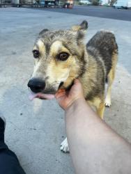 Found/Stray Female Dog last seen Hyatt Hotel, Santa Ana Pueblo, NM 87001