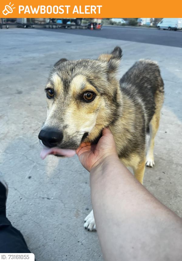 Found/Stray Female Dog last seen Hyatt Hotel, Santa Ana Pueblo, NM 87001