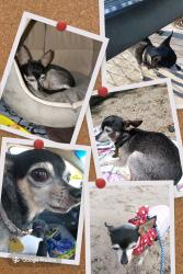 Lost Female Dog last seen Ashlan and Winrry, Clovis, CA 93612