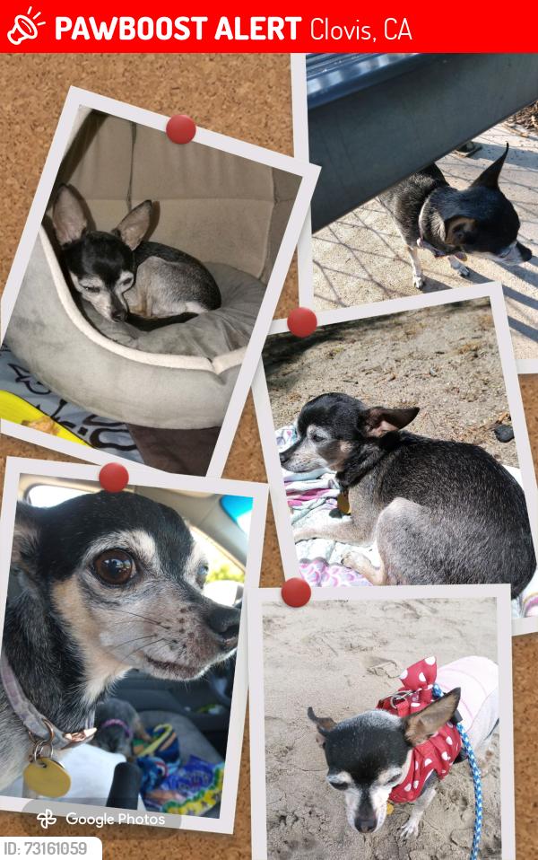 Lost Female Dog last seen Ashlan and Winrry, Clovis, CA 93612