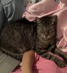 Lost Female Cat last seen Ole mill road, Trussville, AL 35173