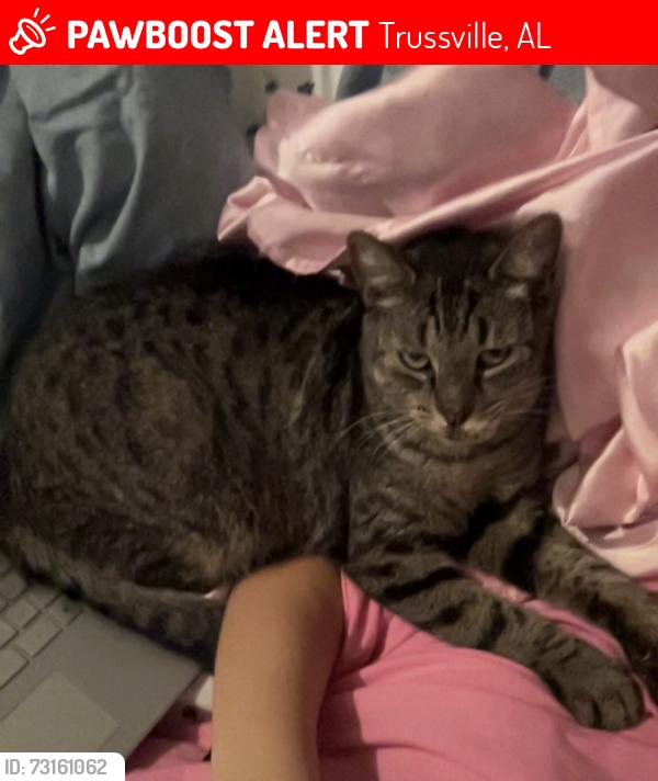 Lost Female Cat last seen Ole mill road, Trussville, AL 35173