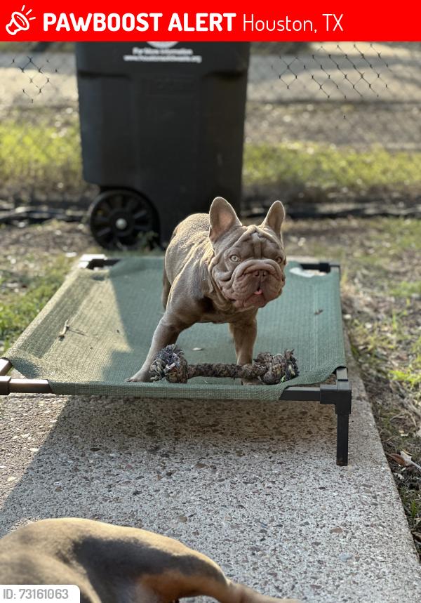 Lost Male Dog last seen King st, Houston, TX 77022
